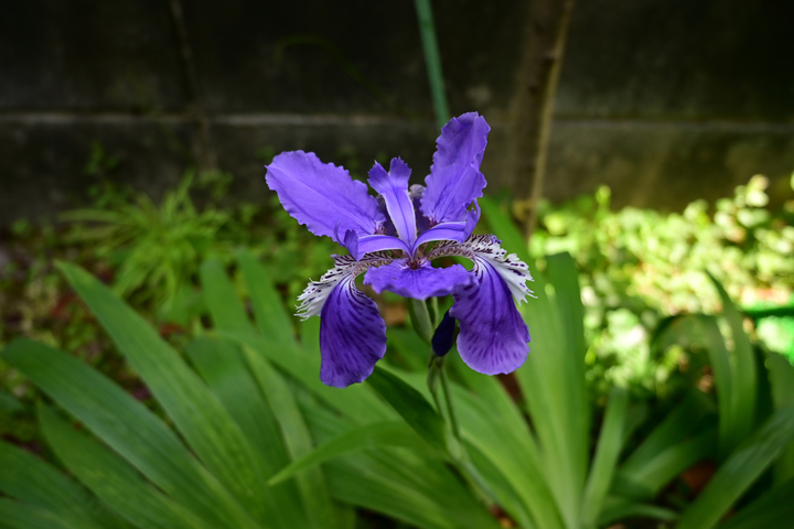 DSC_0053.jpg