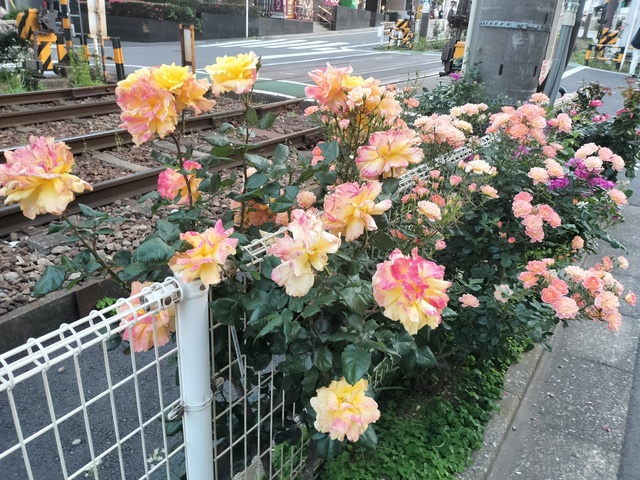 IMG20260509182025.jpg