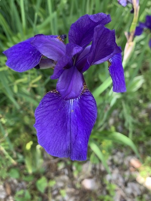 IMG_9693.jpeg