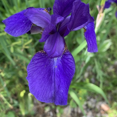 IMG_9693.jpeg