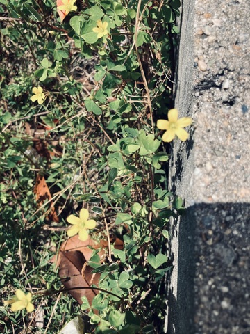 IMG_3382.jpeg