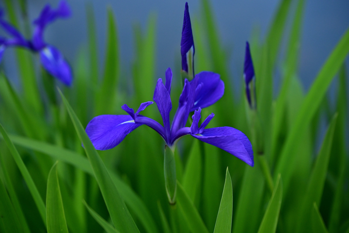 Z63_9923.JPG