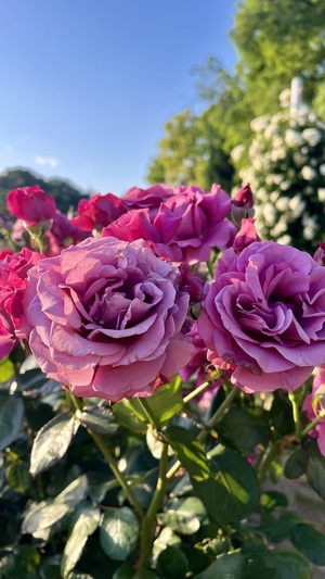 IMG_6535.jpeg