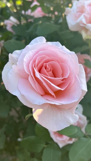 IMG_6545.jpeg