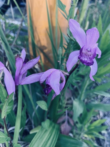 IMG_3402.jpeg