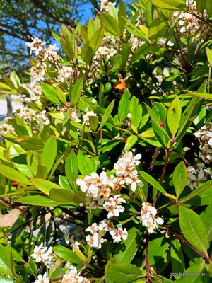 IMG_20260510_093941240_HDR_2.jpg