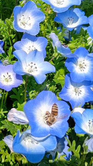 IMG_20260509_134320509_HDR_2.jpg