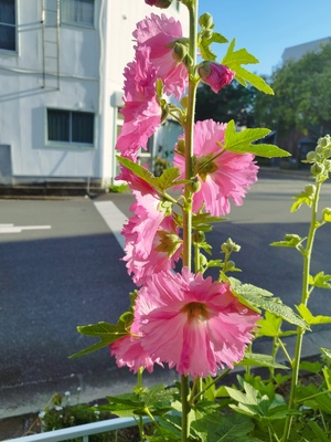 IMG_20260511_172525.jpg