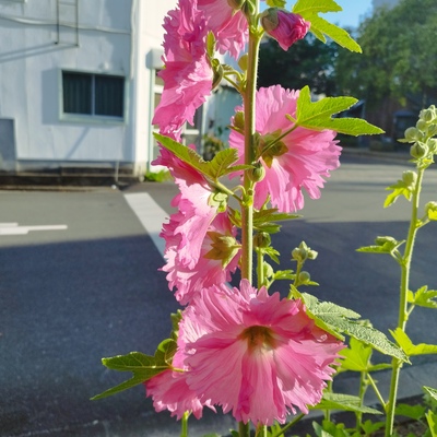 IMG_20260511_172525.jpg