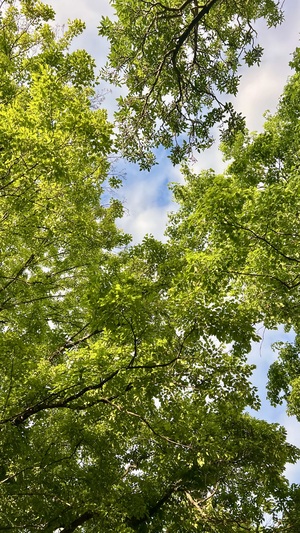 IMG_6584.jpeg