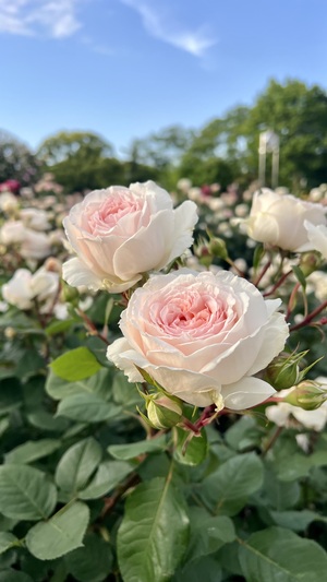IMG_6605.jpeg