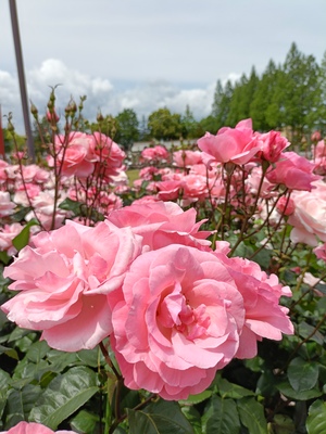 IMG20260512124043.jpg