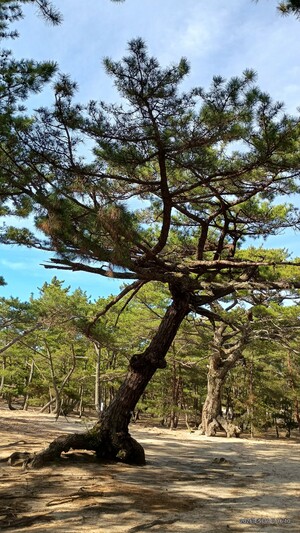IMG_20260509_161021848_HDR_2.jpg