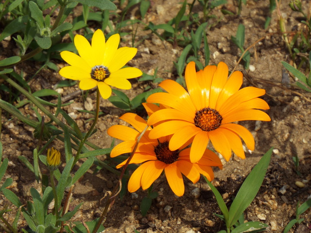 DSCF3296.JPG