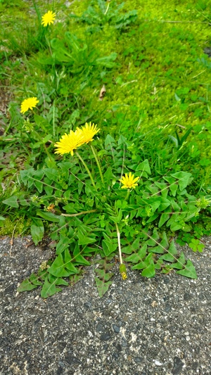 IMG_3136.jpeg
