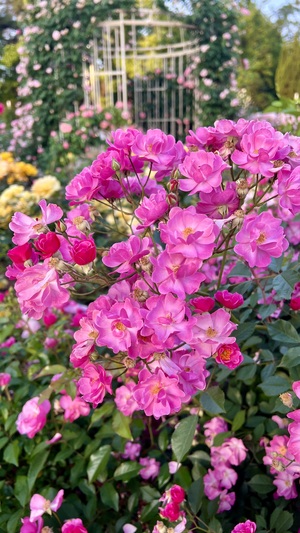 IMG_6711.jpeg