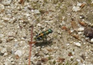 IMG_7751.jpeg