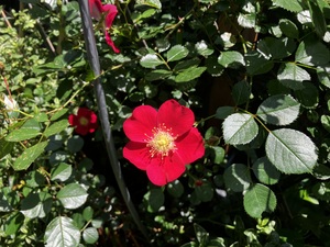 IMG_7774.jpeg