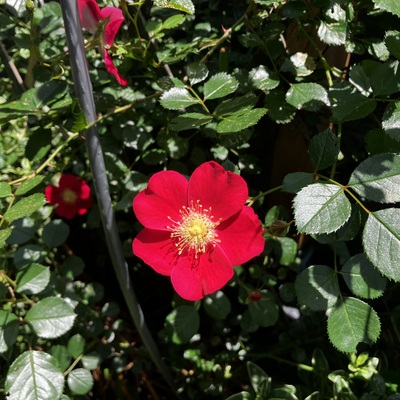 IMG_7774.jpeg