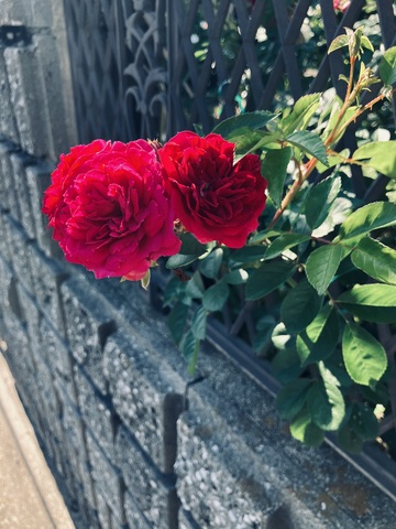 IMG_3398.jpeg