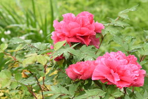 DSC_0318.JPG