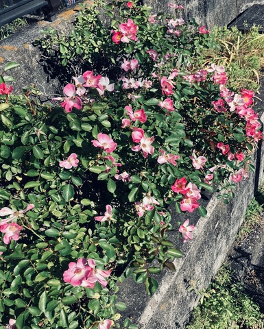 IMG_3413.jpeg
