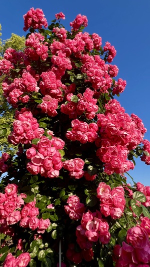 IMG_6902.jpeg