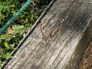 IMG_7807.jpeg