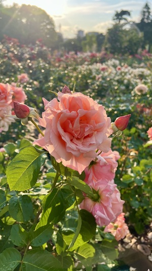 IMG_7047.jpeg