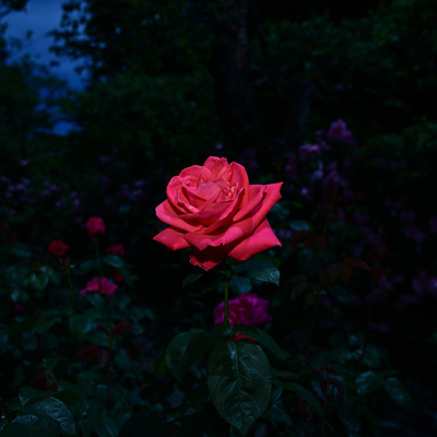 DSC_6879.JPG