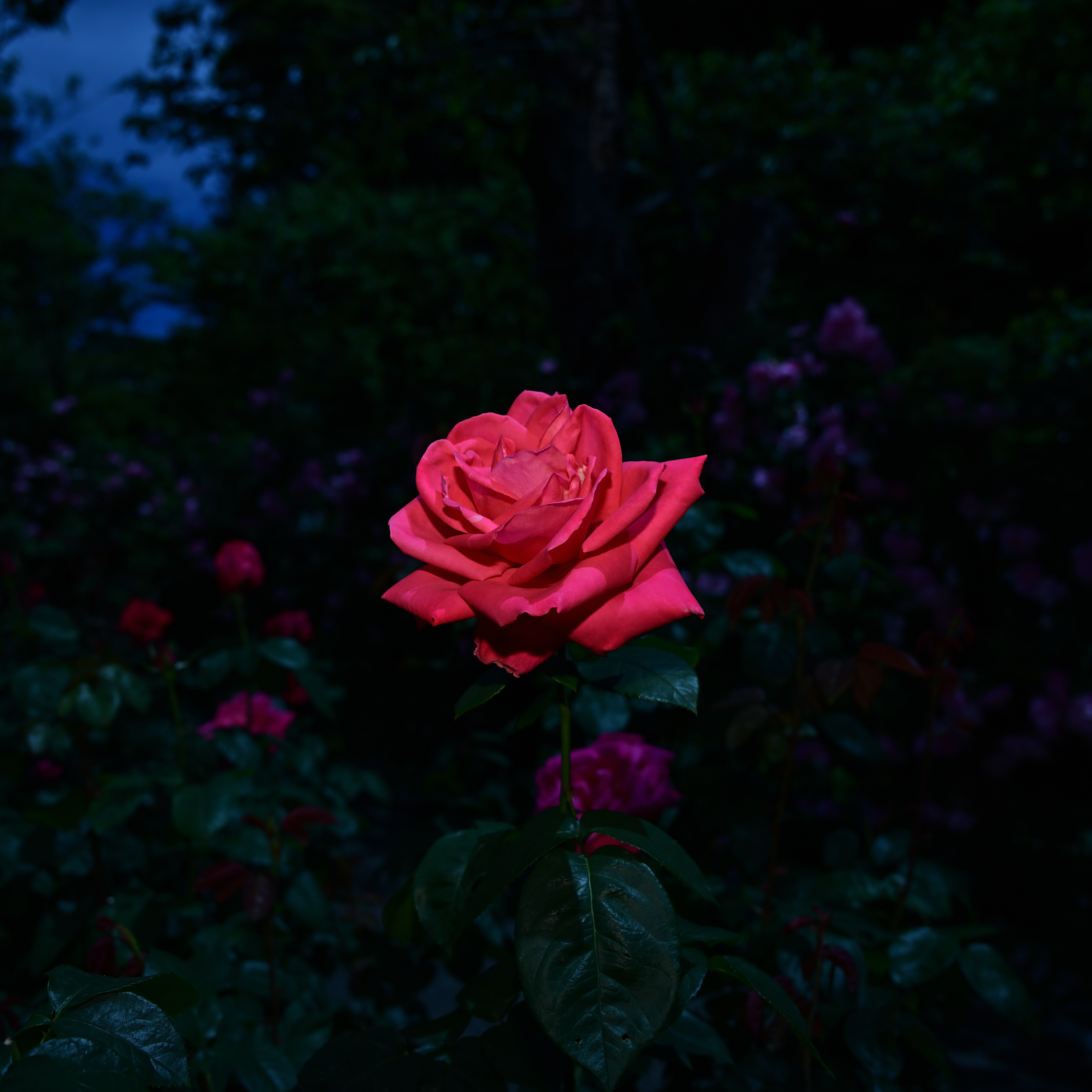 DSC_6879.JPG