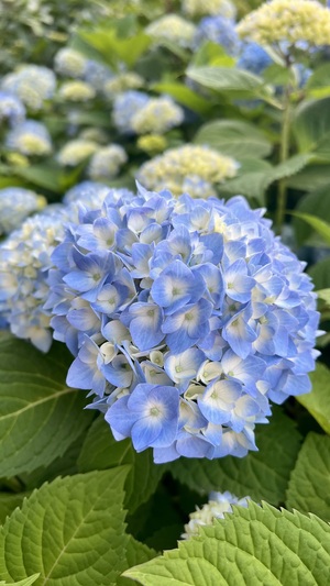 IMG_7244.jpeg