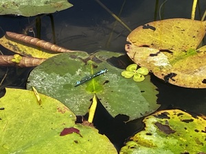 IMG_7801.jpeg