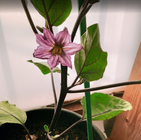 窓際園芸ナス１番花が咲いた.PNG