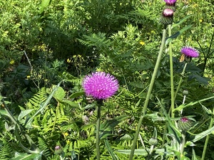 IMG_7803.jpeg