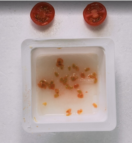 窓際園芸トマト採り蒔き.PNG
