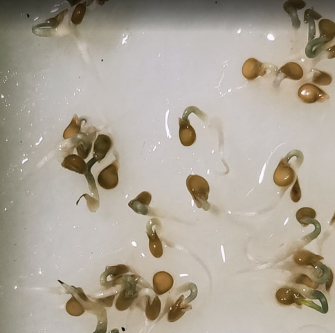 窓際園芸トマト発芽.PNG