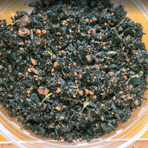 窓際園芸トマト植替え.PNG