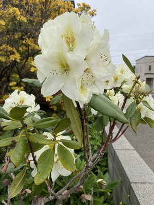 IMG_2193.jpeg