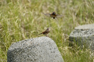 IMG_4754.jpeg
