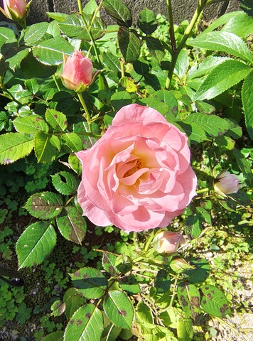 IMG_20260518_082641401_HDR.jpg