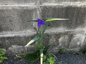 IMG_7674.jpeg