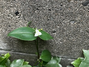 IMG_7765.jpeg