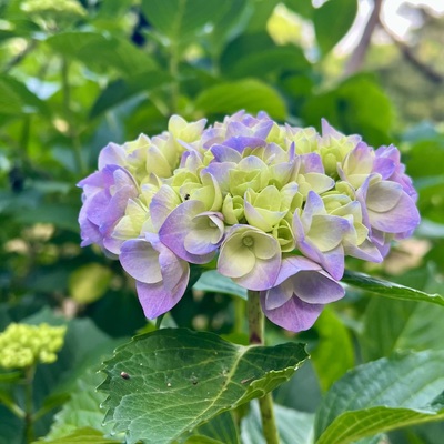 IMG_7850.jpeg
