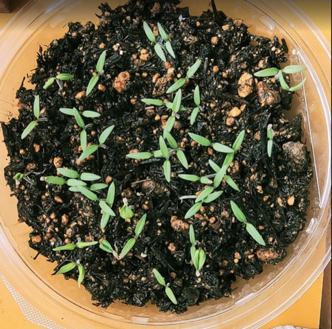 窓際園芸トマト発芽5.20.PNG