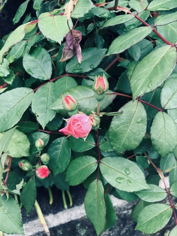 IMG_3374.jpeg