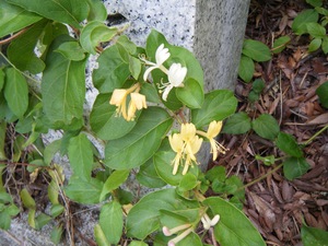 IMG_7753.jpeg