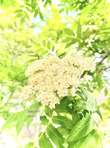 IMG_0553.jpeg