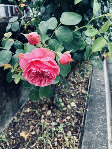 IMG_3427.jpeg