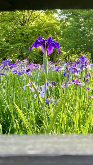 IMG_8680.jpeg